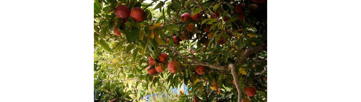 Food Guide - Must-Try Regional Foods in Shimla and Rest of Himachal Pradesh