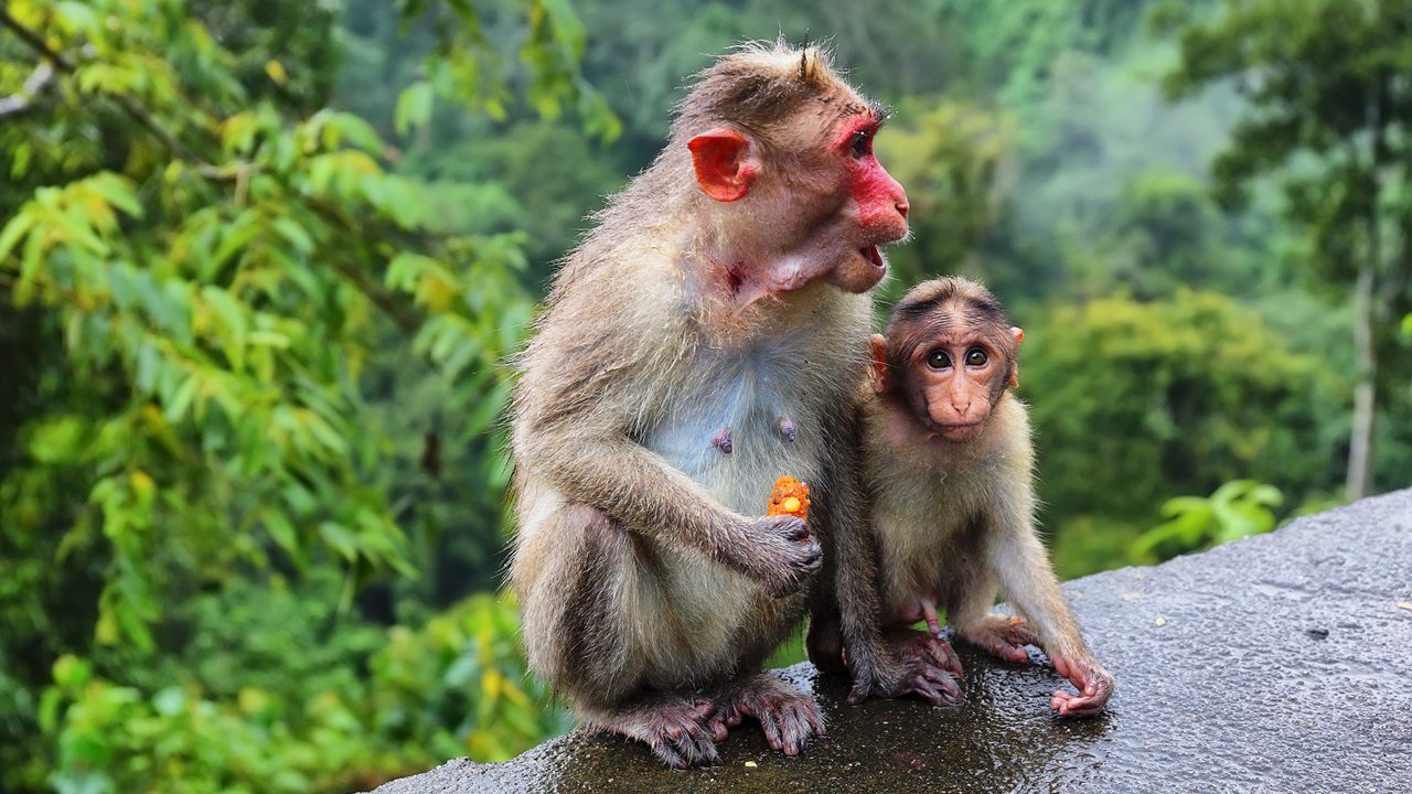 Baby wild Monkey with his mum (macaques) waiting for catching tourist food in the jungle near Munnar, Kerala, India