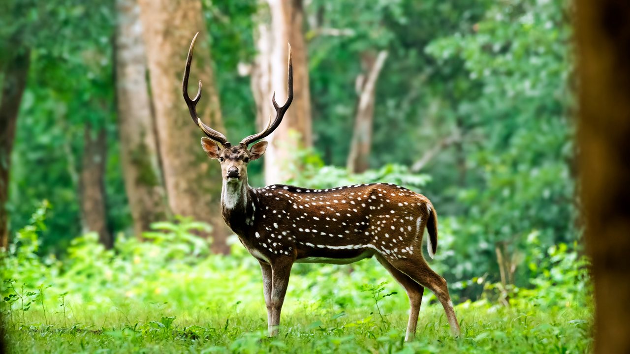 Spotted Deer in Wayanad,Kerala,India.