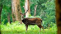 Spotted Deer in Wayanad,Kerala,India.