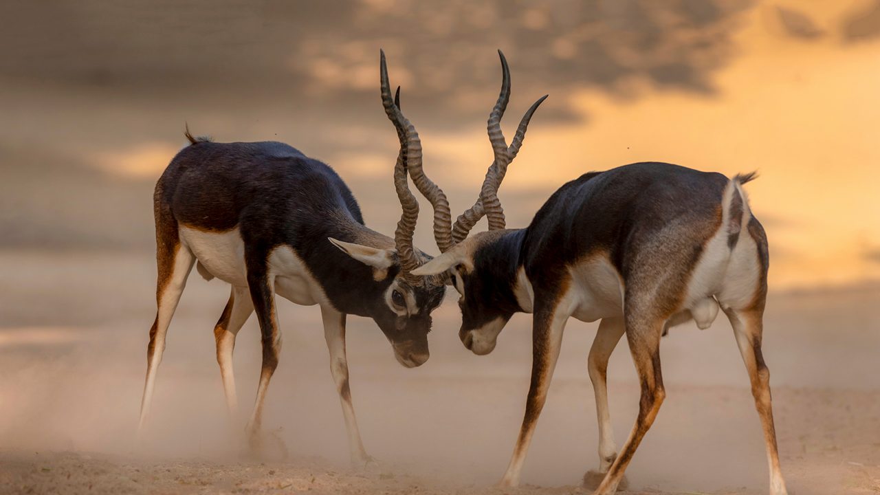 pair of anti lops in the desert ,black bucks deer fighting, The blackbuck, also known as the Indian antelope, is an antelope native to India and Nepal. It inhabits grassy plains and lightly forested