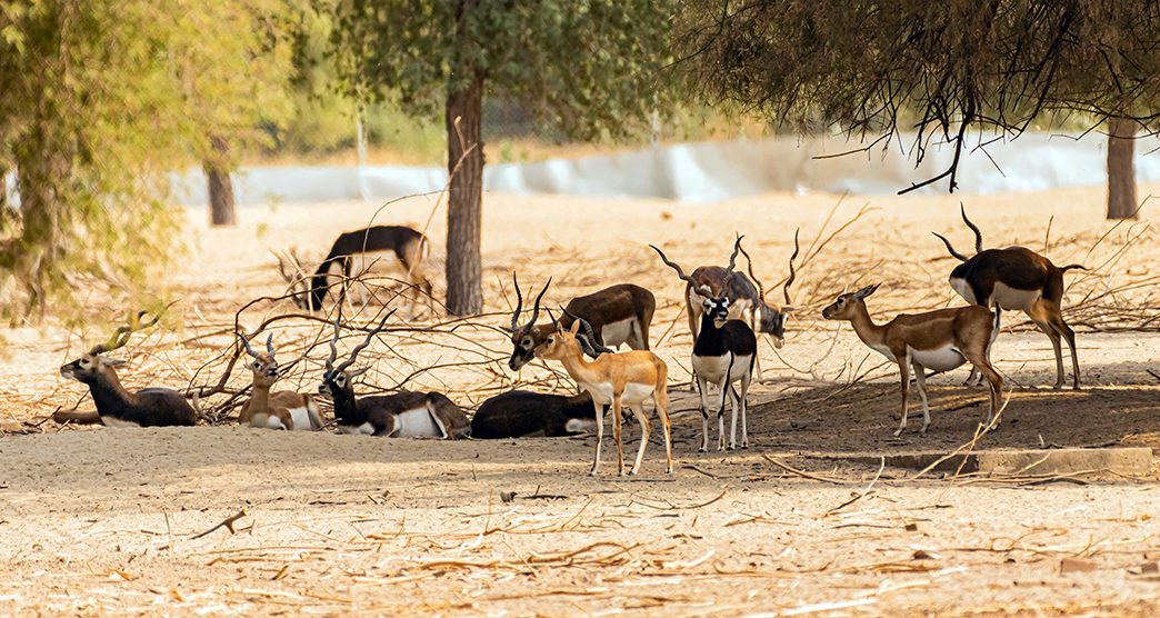 Beautiful Wild Animal Blackbuck Deer (Antilope Cervicapra) or Indian Antelope in Desert