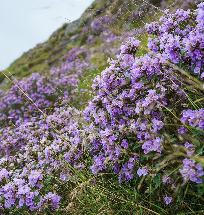 Neelakurinji flowers of Ooty India