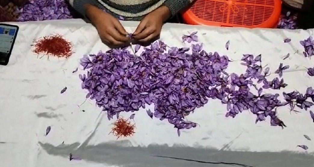 purple-farms-of-the-saffron-flowers-kashmir-story1-about