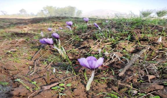 PURPLE-FARMS-OF-THE-SAFFRON-FLOWERS-KASHMIR-STORY2-popular