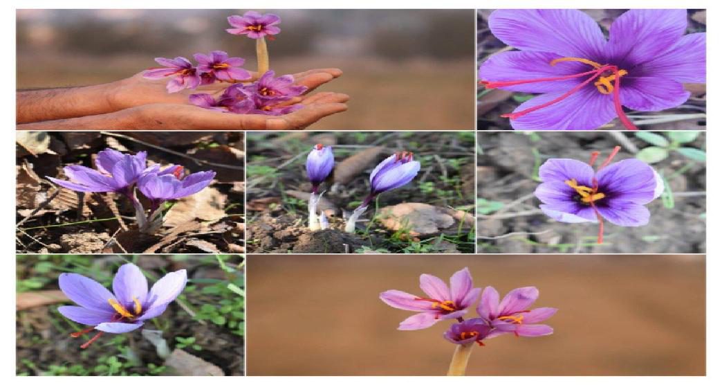 in.gov.incredibleindia.core.models.impl.ImageUtilModelImpl@2e833c8d