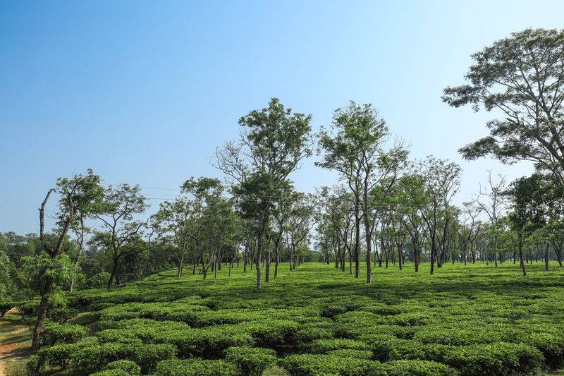 Tea Garden