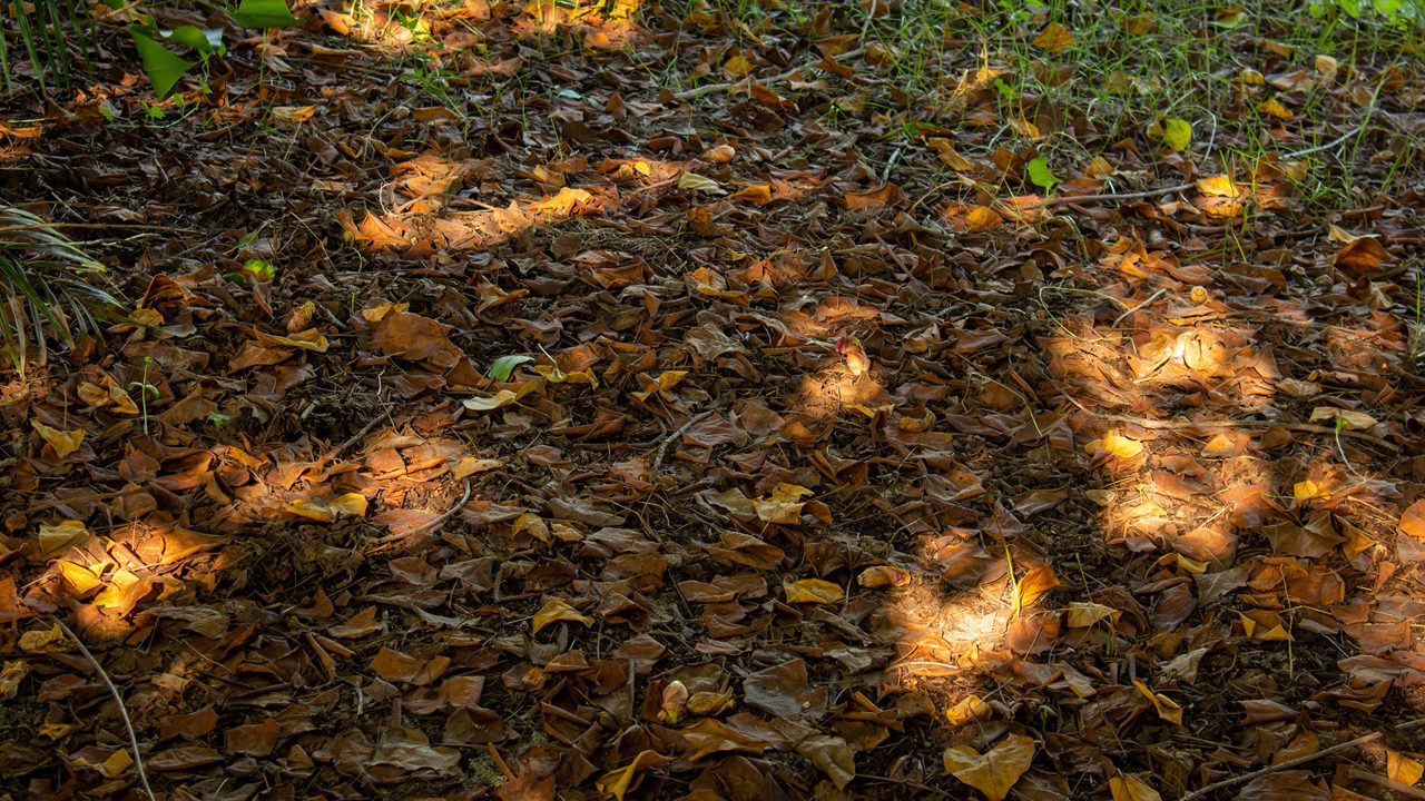 adyar-eco-park-chennai-tamil-nadu-attr-hero