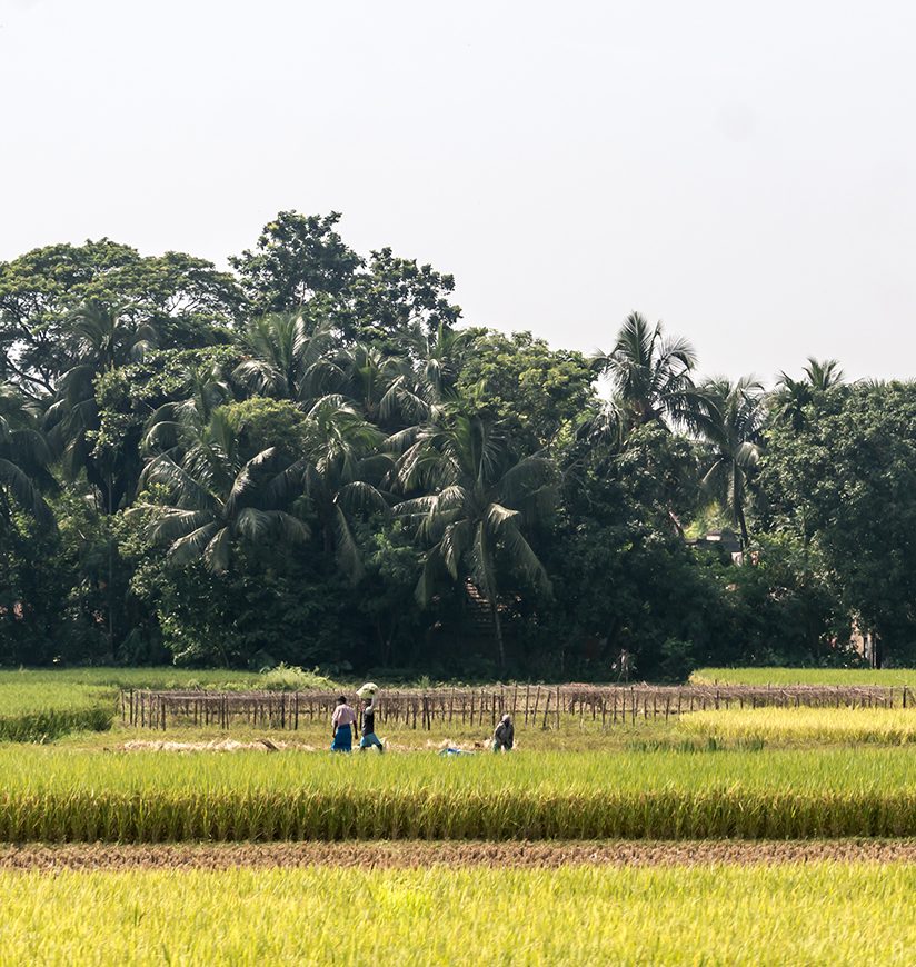 Rice paddy on green spring meadow. Countryside Agricultural field background. Agriculture greenery with cereal crop. Beautiful nature landscape scenery of a Rural India village at summer sunset time