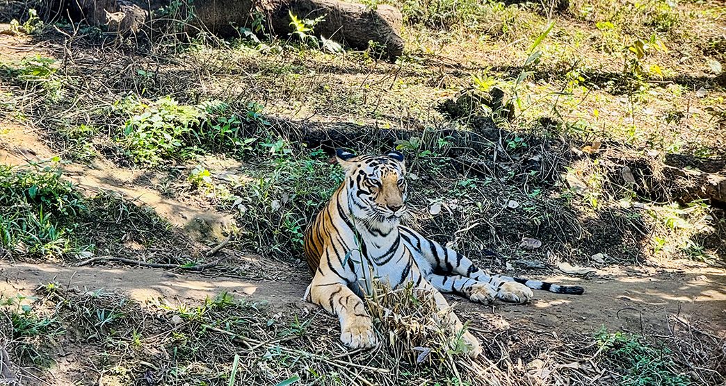 aizawl-zoological-park