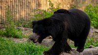 alipore-zoological-garden-kolkata-wb-2-attr-hero