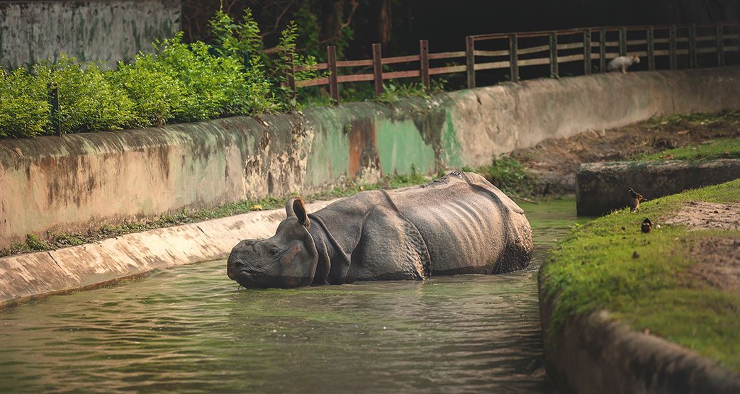 Alipore-Zoological-Garden