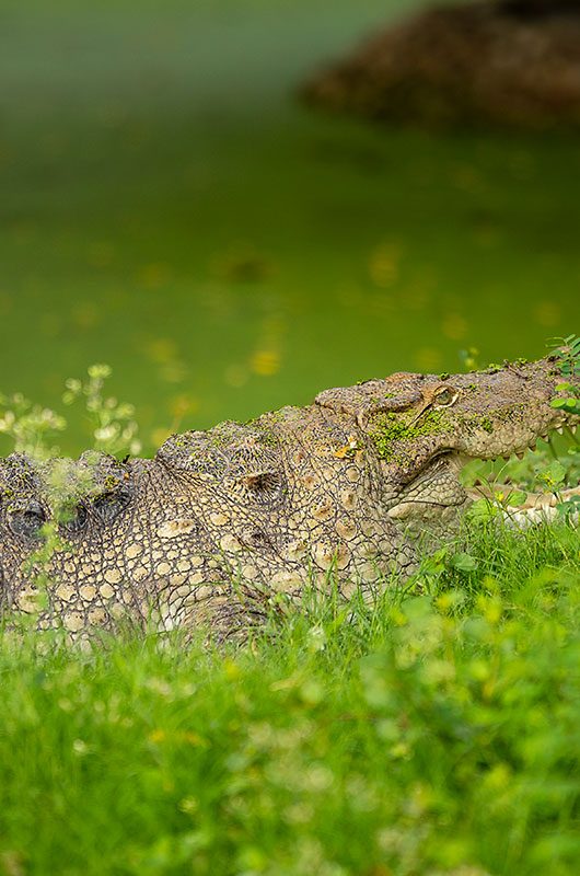 alipore-zoological-garden