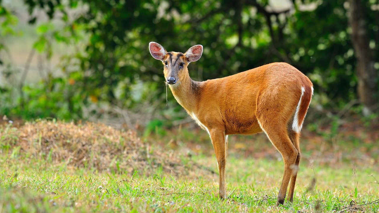 Feas Barking Deer with details in the jungle environment, deer, mouse, wild animal in nature