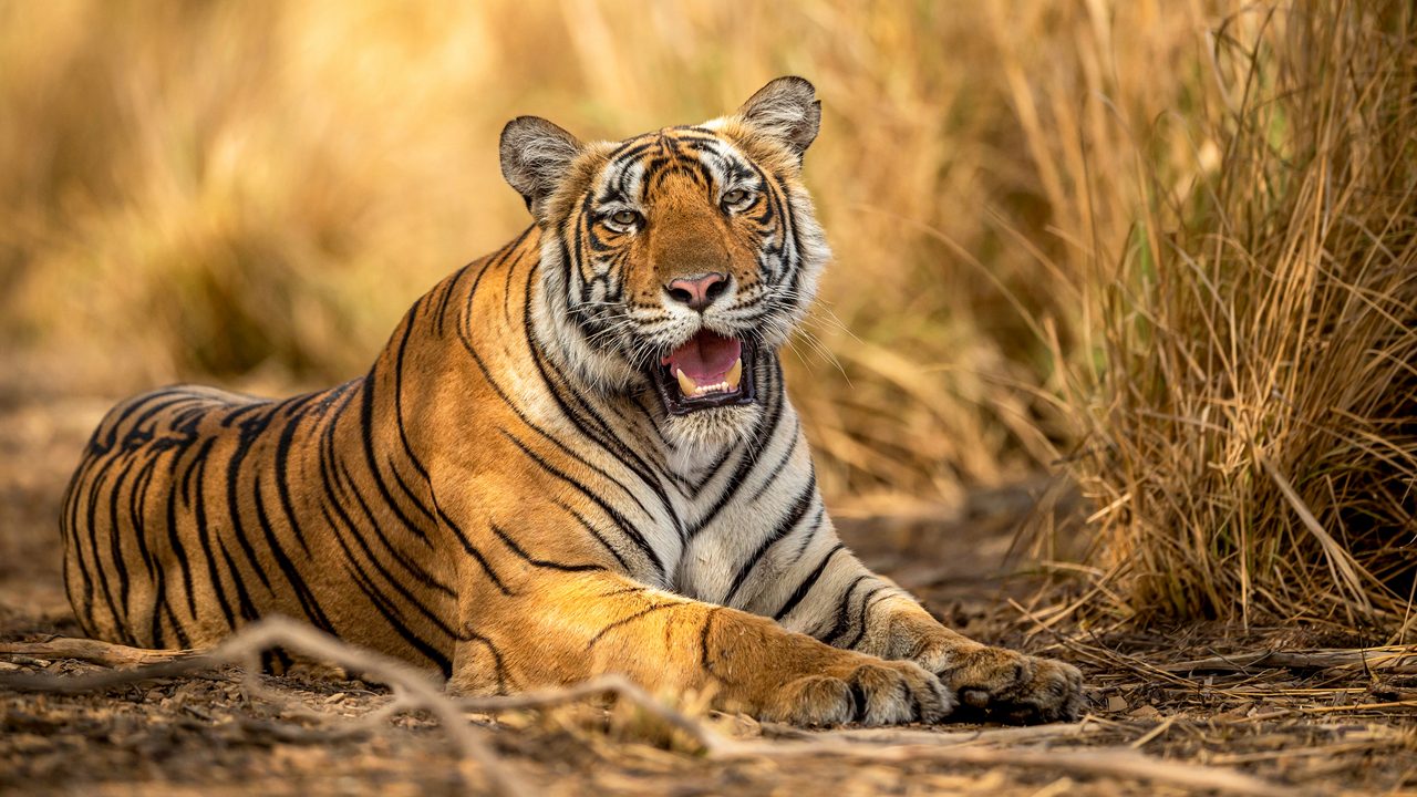 eye level shot of wild female bengal tiger or tigress close up or portrait with eye contact in hot summer season safari at ranthambore national park sawai madhopur rajasthan india - panthera tigris