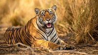 eye level shot of wild female bengal tiger or tigress close up or portrait with eye contact in hot summer season safari at ranthambore national park sawai madhopur rajasthan india - panthera tigris