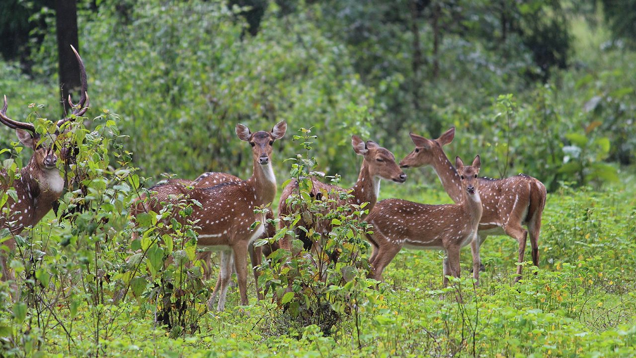 anshi-national-park-gokarna-1-attr-hero