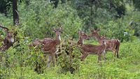 anshi-national-park-gokarna-1-attr-hero