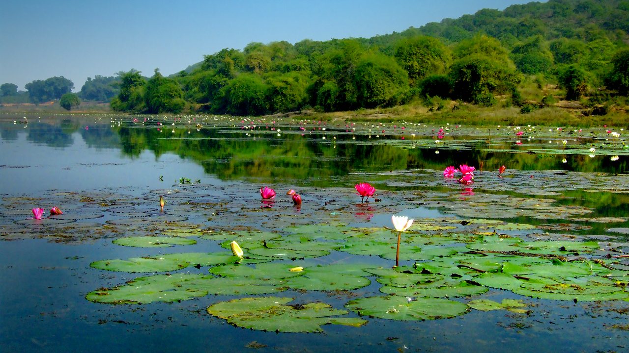 ansupa-lake-cuttack-odisha-1-attr-hero