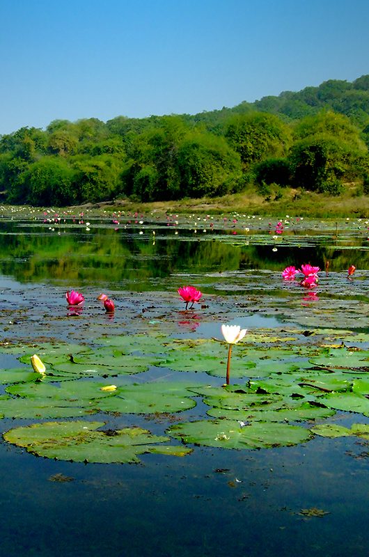 ansupa-lake-cuttack-odisha-1-attr-nearby