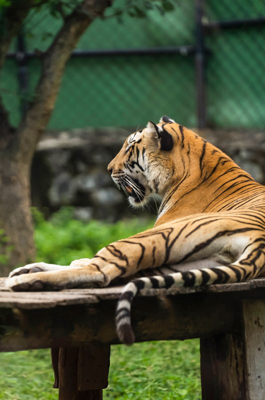 arignar-anna-zoological-park-chennai-tamil-nadu-1-attr-nearby