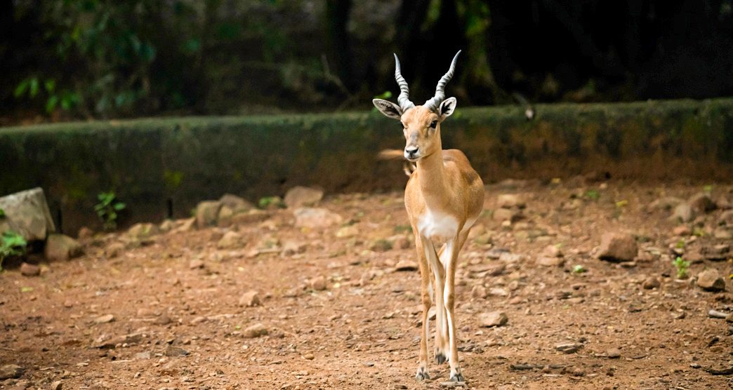 Arignar-Anna-Zoological-Park