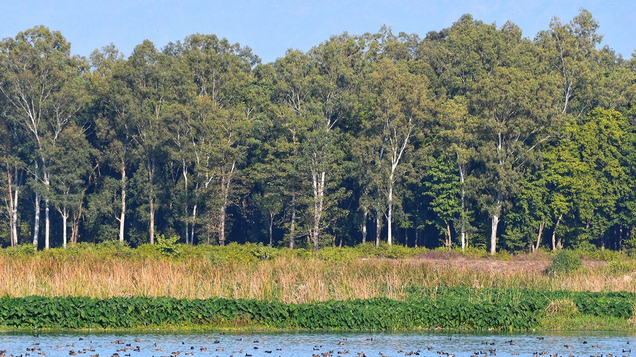 A wetland ecosystem at Asan barrage near Dehradun one of the Ramsar site with aquatic birds on one end and eucalyptus plantation on the other.