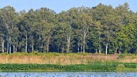 A wetland ecosystem at Asan barrage near Dehradun one of the Ramsar site with aquatic birds on one end and eucalyptus plantation on the other.