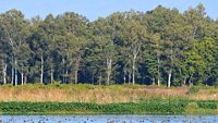 A wetland ecosystem at Asan barrage near Dehradun one of the Ramsar site with aquatic birds on one end and eucalyptus plantation on the other.