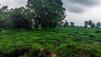 bagdogra-darjeeling-west bengal-1