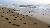 DE426W Olive Ridley Hatchlings mooving towards sea