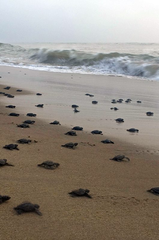 DE426W Olive Ridley Hatchlings mooving towards sea