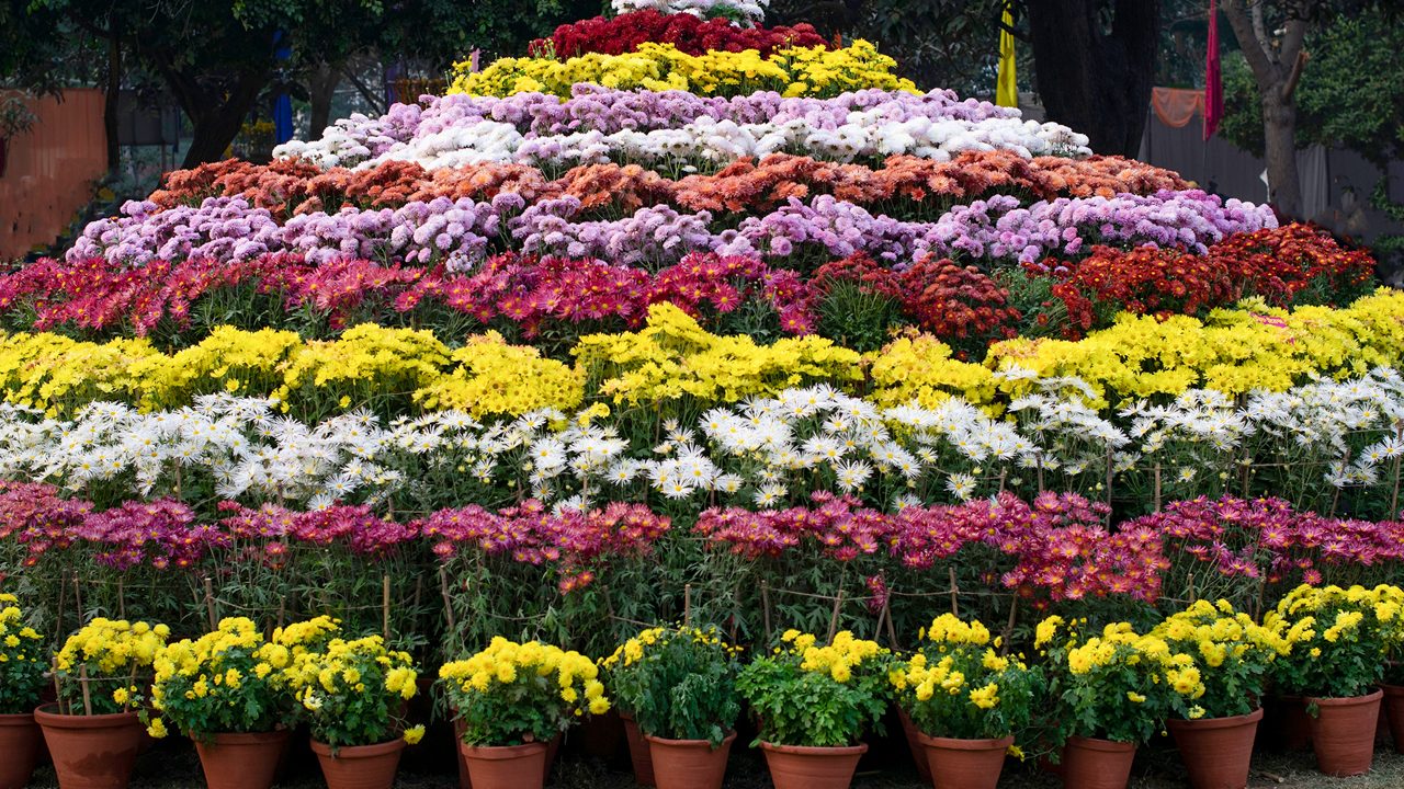 Colorful hill of various chrysanthemums on Chrysanthemum Show at Children Park, Baradari Gardens, Patiala, Punjab, India on December-17- 2022 on the occasion of Patiala Heritage Festival 2022-2023.