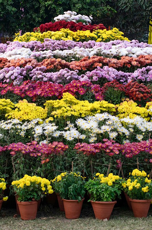 Colorful hill of various chrysanthemums on Chrysanthemum Show at Children Park, Baradari Gardens, Patiala, Punjab, India on December-17- 2022 on the occasion of Patiala Heritage Festival 2022-2023.