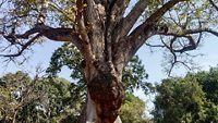 Silk cotton tree, Bombax Malabaricum in Patiala,Punjab. A large silk cotton 120 years old tree in Baradari garden of Patiala