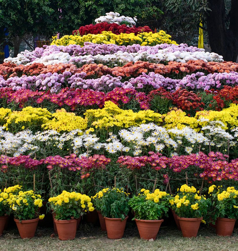 Colorful hill of various chrysanthemums on Chrysanthemum Show at Children Park, Baradari Gardens, Patiala, Punjab, India on December-17- 2022 on the occasion of Patiala Heritage Festival 2022-2023.