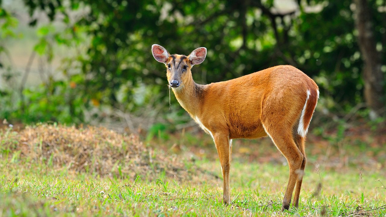 Feas Barking Deer with details in the jungle environment, deer, mouse, wild animal in nature