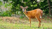 Feas Barking Deer with details in the jungle environment, deer, mouse, wild animal in nature