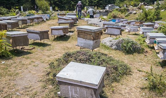 multiple boxes of beehives kept in the apiary for honey and wax farming in Himachal Pradesh, india. one beeworker harvesting honey and wax from honeycomb plate in distance.