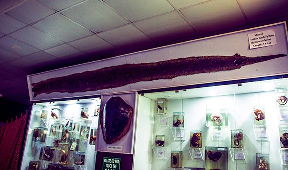 bengal-natural-history-museum-darjeeling-west-bengal-1-attr-popular