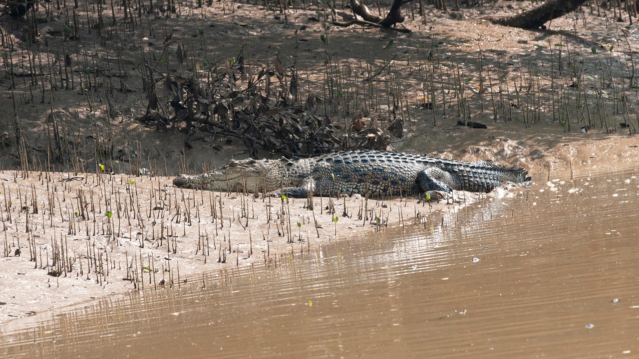 Sal Water Crocodile at Bhitarkanika National Park,Odissa,India