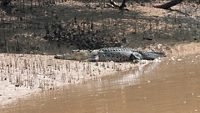 Sal Water Crocodile at Bhitarkanika National Park,Odissa,India