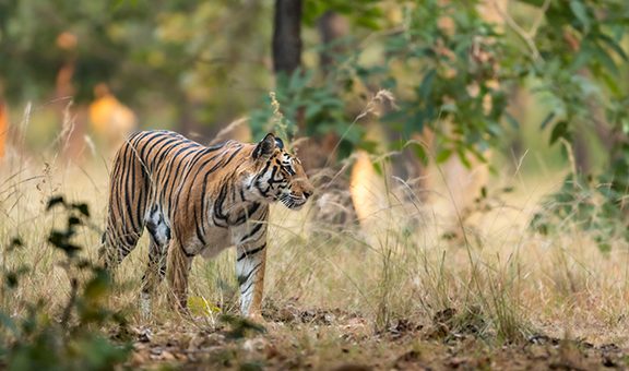 wild bengal female tiger or panthera tigris tigris on prowl in morning for territory marking in natural scenic background at bandhavgarh national park forest or tiger reserve madhya pradesh india asia