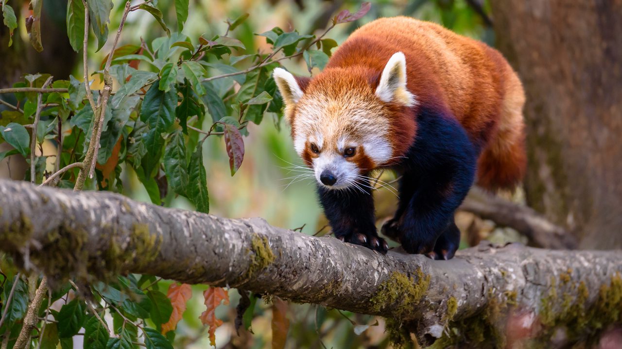 The red panda (Ailurus fulgens), also known as the lesser panda, is a small mammal native to the eastern Himalayas and southwestern China.