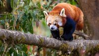 The red panda (Ailurus fulgens), also known as the lesser panda, is a small mammal native to the eastern Himalayas and southwestern China.