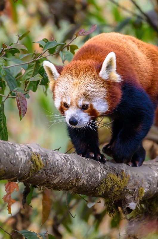 The red panda (Ailurus fulgens), also known as the lesser panda, is a small mammal native to the eastern Himalayas and southwestern China.