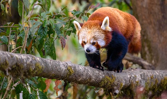 The red panda (Ailurus fulgens), also known as the lesser panda, is a small mammal native to the eastern Himalayas and southwestern China.