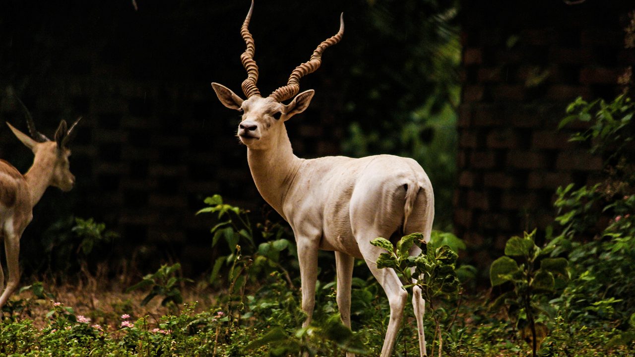 biodiversity-park-ranchi-jharkhand-2-attr-hero