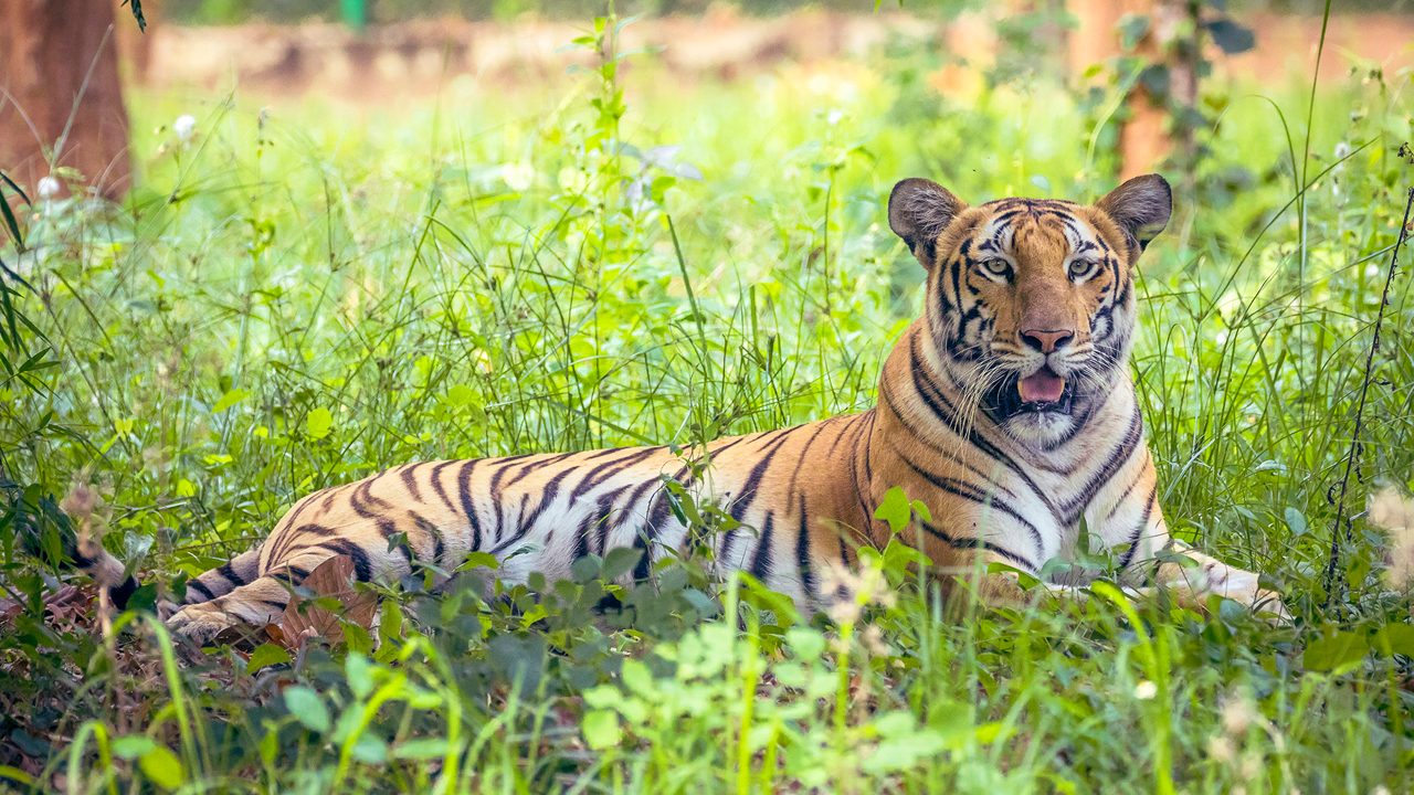 birsa-zoological-park-ranchi-jharkhand-1-new-attr-hero