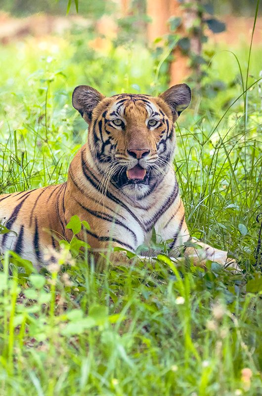 birsa-zoological-park-ranchi-jharkhand-1-new-attr-nearby